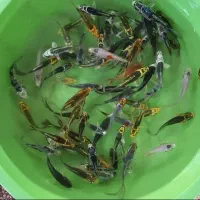 ماهی کوی همه سایز|ماهی|شیراز, شهرک بهار|دیوار