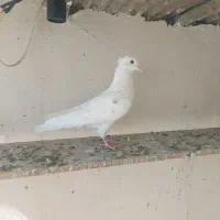 کبوتر|پرنده|بروجرد, |دیوار
