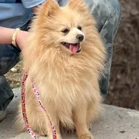 سگ پامرانین