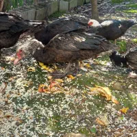 اردک اسرائیلی