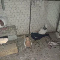 کبوتر مناسب