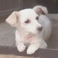 واگذاری سگ ۲میلیون|سگ|یزد, |دیوار