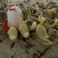 فروش جوجه غاز و قوغاز