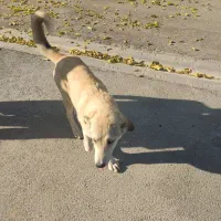 سگ سرابی ماده. به فروش می رسد فروش فوری همین امرو