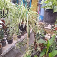گل گندم یا عنکبوتی ابلغ