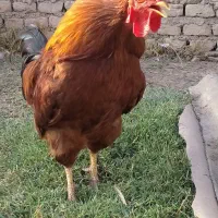 مرغ و خروس و غاز و اردک و کبوتر|حیوانات مزرعه|آق قلا, |دیوار