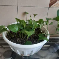 گل پتوس|گل و گیاه طبیعی|تهران, استاد معین|دیوار