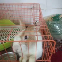 خرگوش نر بامزه