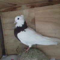 کفتر طوقی|پرنده|پردیس, فاز ۱|دیوار