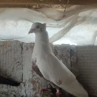 کبوتر دمبی|پرنده|محمدیه-قزوین, |دیوار