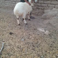 میش دورگ شال زاییده