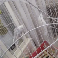 گرینویچ   عروس هلندی