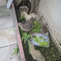 جوجه غاز دو ماهه ویک ماهه