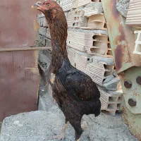 مرغ افغان و ترک