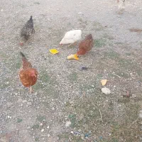 مرغ تخم گذار