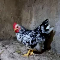 خروس جاپنیز زینتی