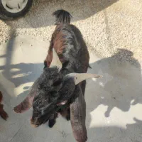 بز یا همون کهره نر|حیوانات مزرعه|خورموج, |دیوار