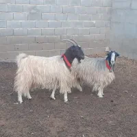 بز ترکی روزگاری،میش،بره،بزغاله|حیوانات مزرعه|مبارکه, |دیوار