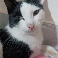 گربه|گربه|قزوین, |دیوار