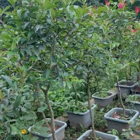 فتونیا پایه دار|گل و گیاه طبیعی|کلاچای, |دیوار