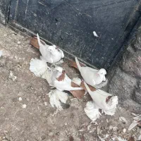 کبوتر|پرنده|تبریز, |دیوار