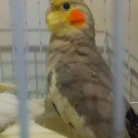 عروس هلندی ماده|پرنده|سیرجان, |دیوار