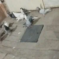 کفتر بوم|پرنده|نیشابور, شهید بهشتی|دیوار