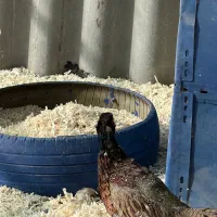 خروس زینتی|حیوانات مزرعه|ماهدشت, |دیوار