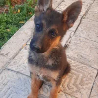 توله ژرمن|سگ|اصفهان, آزادان|دیوار