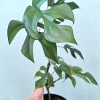 گیاهان خاص و کمیاب آپارتمانی پرورش خانگی|گل و گیاه طبیعی|ارومیه, |دیوار