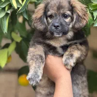 شیتزو تریر سه ماهه