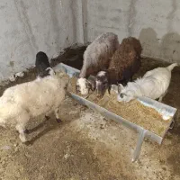 گوسفند و بره سرحال درجه یک
