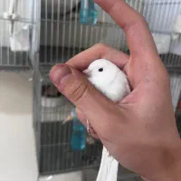 قناری. نر و ماده.