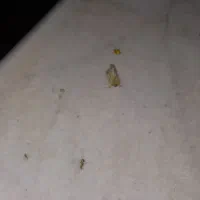 عروس هلندی گمشده