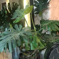 برگ انجیری مانستر و پرنده بهشتی و میخک هندی