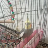 عروس|پرنده|زرند, |دیوار