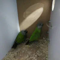 طوطی سنگال مولد راهب گرینچیک خورشیدی لوری|پرنده|پاکدشت, پاکدشت (مامازند)|دیوار