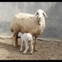 یک راس میش جوان با بره