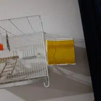 با سلام ی جفت عروس|پرنده|مشهد, شهرک مهرگان|دیوار