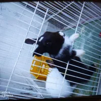 خرگوش یکماهه بسیار زیبا|موش و خرگوش|قزوین, |دیوار