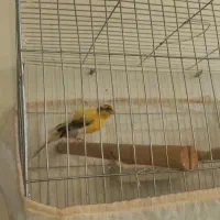 کوتوله مولد وقناری