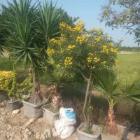 خرید فروش انواع گل