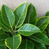 تخفیف گل تا امشب|گل و گیاه طبیعی|قم, زاد|دیوار