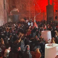 جوجه مرغ طاقچه خروس گلپایگان جهادی مشکی محلی۸۰روزه|حیوانات مزرعه|مشهد, كنويست|دیوار