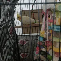 عروس هلندی|پرنده|بیرجند, |دیوار