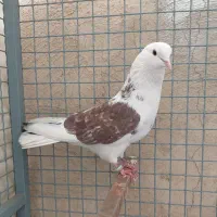 کفتر کبوتر گرفتنی