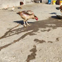 مرغ و خروس لاری|حیوانات مزرعه|میانه, |دیوار