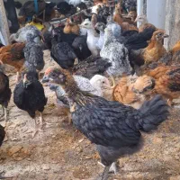 مرغ و خروس محلی گلپایگان