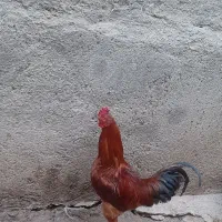 خروس