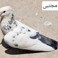کفتر|پرنده|تهران, امام زاده حسن|دیوار